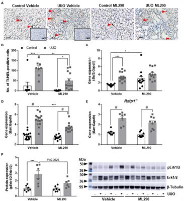 Anti-apoptotic and Matrix Remodeling Actions of a Small Molecule Agonist of the Human Relaxin Receptor, ML290 in Mice With Unilateral Ureteral Obstruction